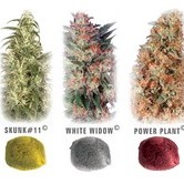 Colour Mix 3 (Dutch Passion) feminized