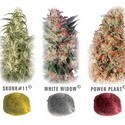 Colour Mix 3 (Dutch Passion) feminized