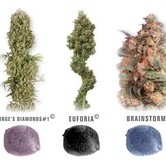 Colour Mix 5 (Dutch Passion) feminized