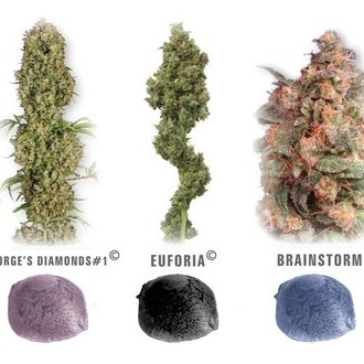 Colour Mix 5 (Dutch Passion) feminized