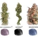Colour Mix 5 (Dutch Passion) feminized