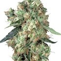 Dutch Haze (Dutch Passion) feminized