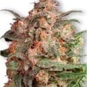 Brainstorm (Dutch Passion) feminized