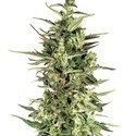 Dutch Cheese (Dutch Passion) feminized