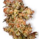 Skywalker (Dutch Passion) feminized