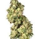 Ultra Skunk (Dutch Passion) feminized