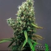 Cum Laude (Positronics) feminized