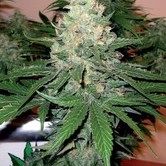Rocklock (DNA Genetics) feminized