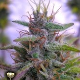 Sharksbreath (DNA Genetics) feminized