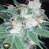 Sleestack (DNA Genetics) feminized