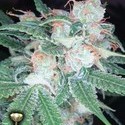 Sleestack (DNA Genetics) feminized