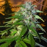 Sour Cream (DNA Genetics) feminized