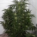 Skunk Haze (Mr. Nice) regular
