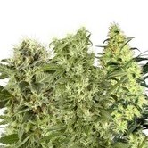 Female Mix (White Label)