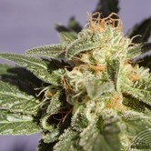 Dr. Jekill (Kannabia) feminized