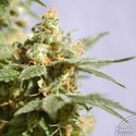 Smile (Kannabia) feminized