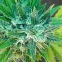 Kannabia Special Max Auto (Kannabia) feminized