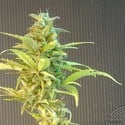 La Blanca Max Auto (Kannabia) feminized