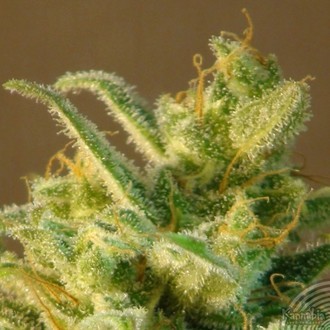 Matar&oacute; Blue Max Auto (Kannabia) feminized