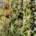 Crystal Mix (Kannabia) feminized