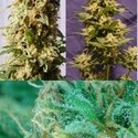 Guerrilla Mix (Kannabia) feminized