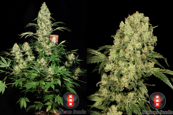 AK-47
