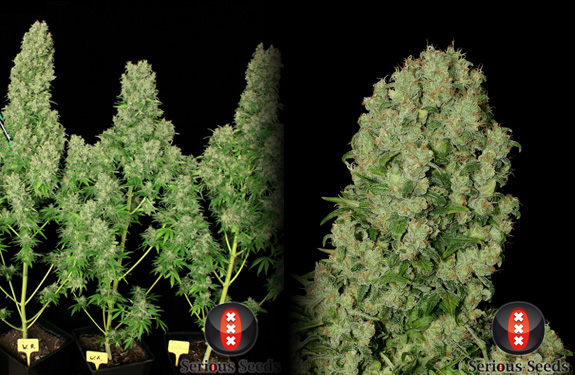 White Russian