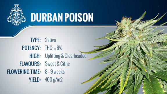 Durban Poison