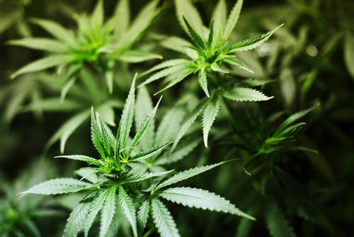Cannabis.jpg