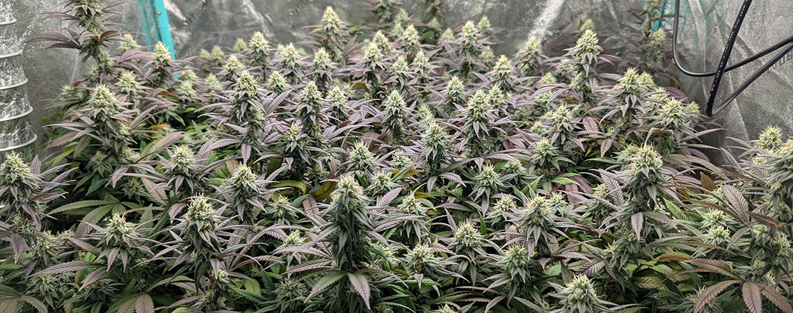 High Yielding And Mold Resistant Cannabis Strains