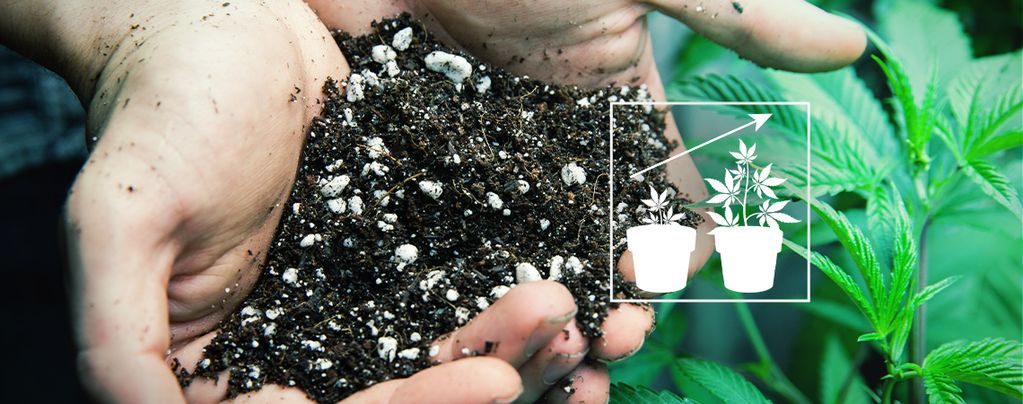 Growing Cannabis Outdoors: The Best Soil Mix