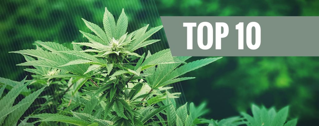 Top 10 Uses For Hemp: A Revolutionary Plant | Part 1