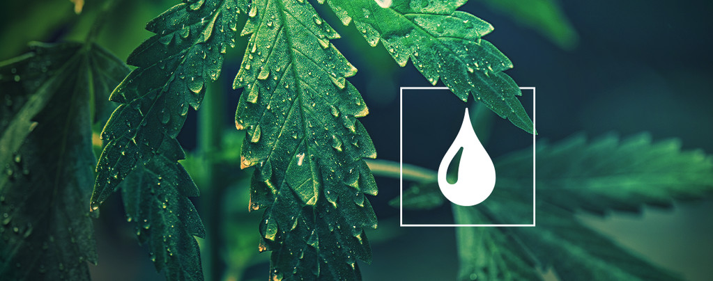 How Much Water Do Cannabis Plants Need?