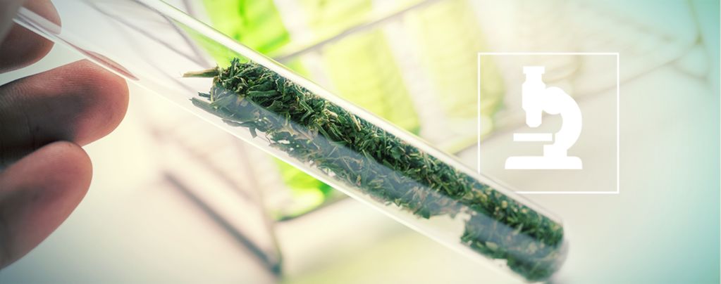 Beyond Cannabinoids: Flavonoids, Terpenes & Terpenoids Of Cannabis