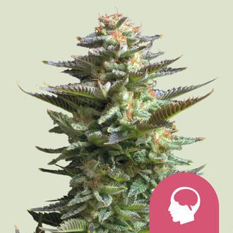 Amnesia Haze (Royal Queen Seeds) feminized