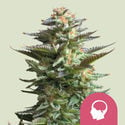 Amnesia Haze (Royal Queen Seeds) feminisiert