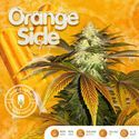 Orangesicle (T.H.Seeds) feminisiert