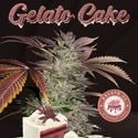 Gelato Cake (T.H.Seeds) feminisiert