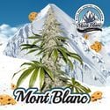 Mont Blanc (T.H.Seeds) feminisiert