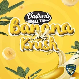 Banana Candy Krush (T.H.Seeds) feminized