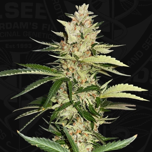 Banana Candy Krush (T.H.Seeds) feminized