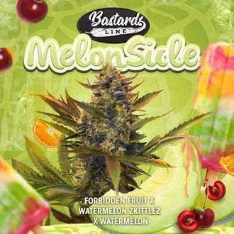 Melonsicle (T.H.Seeds) feminisiert