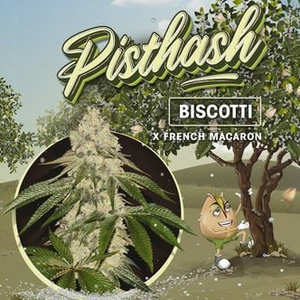 Pisthash (T.H.Seeds) feminized