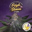 Purple Banana Cream (T.H.Seeds) feminisiert