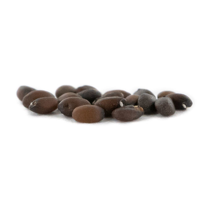 Buy Catnip Biggest Assortment Best Prices Zamnesia