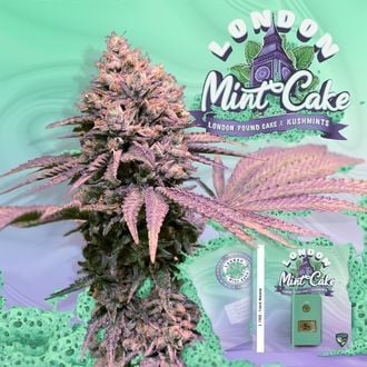 London Mint Cake (T.H.Seeds) feminisiert