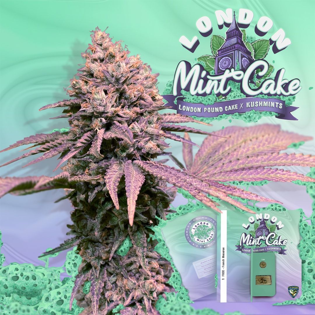 London Mint Cake Feminisiert (Ripper Seeds)