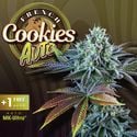 Auto French Cookies (T.H.Seeds) feminisiert