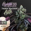 Auto French Macaron (T.H.Seeds) feminisiert