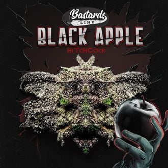 Black Apple Hitchcock (T.H.Seeds) feminisiert